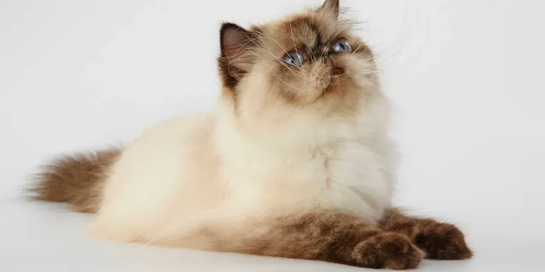 white Himalayan Cat looking up