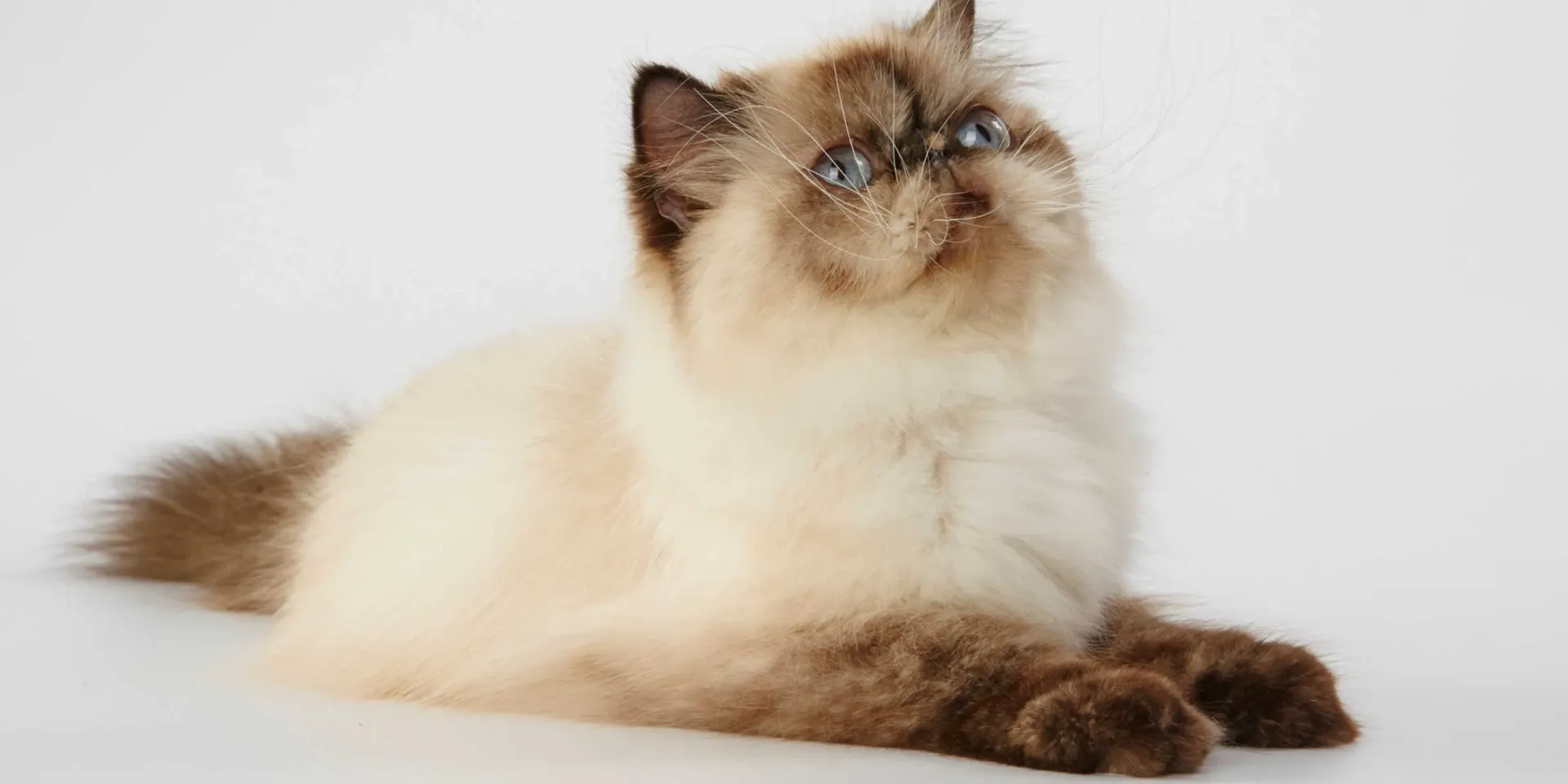 white Himalayan Cat looking up