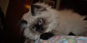 white Himalayan Cat on bed