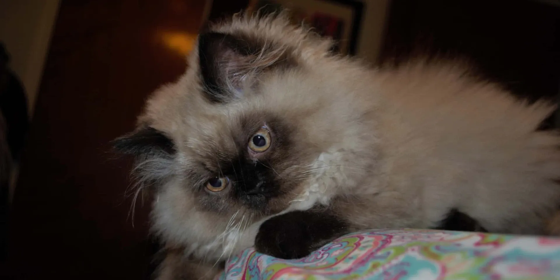 white Himalayan Cat on bed