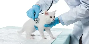 white kitten at vets