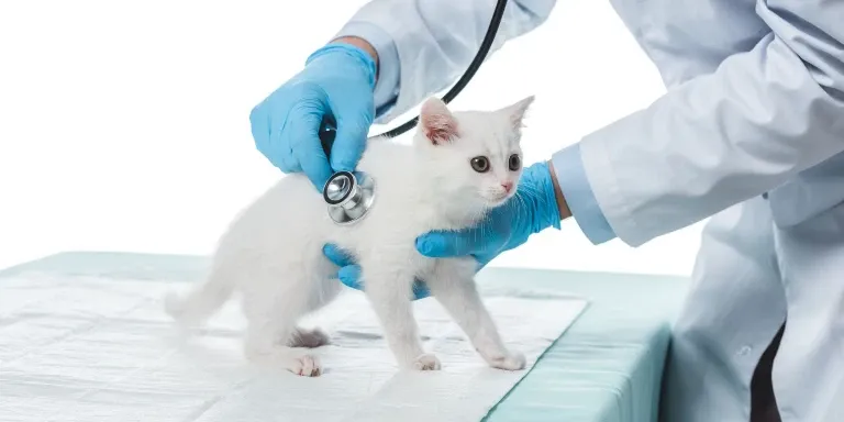 white kitten at vets