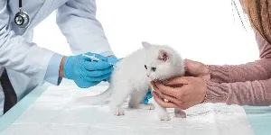 white kitten injection by vets