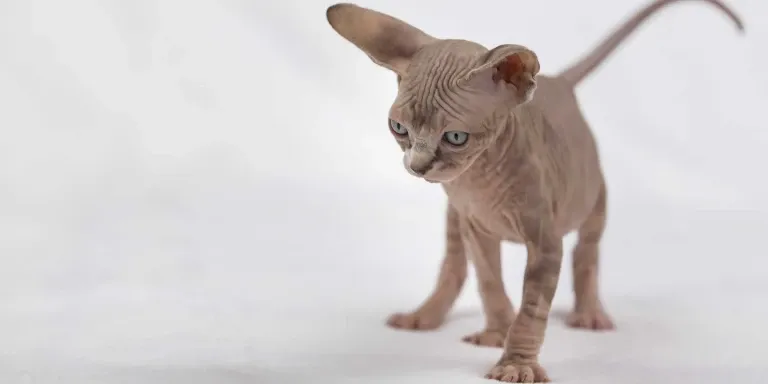 young Sphynx Cat