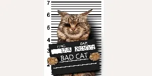 bad cat