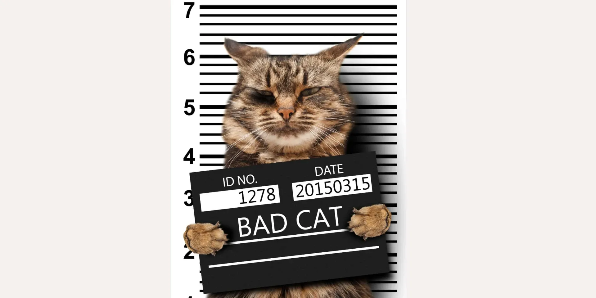 bad cat
