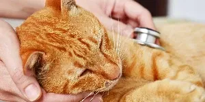 cat checkup with stethascope