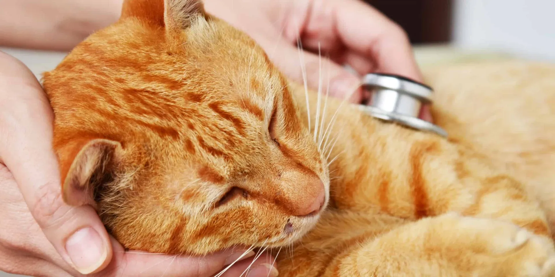 cat checkup with stethascope