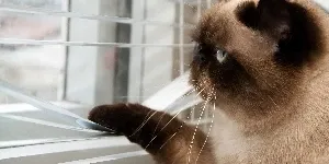 cat looking out window