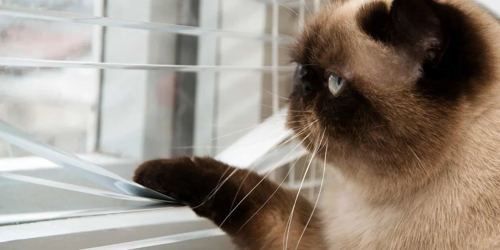 cat looking out window