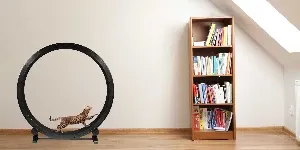 cat wheel