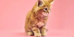 ginger cat on pink background