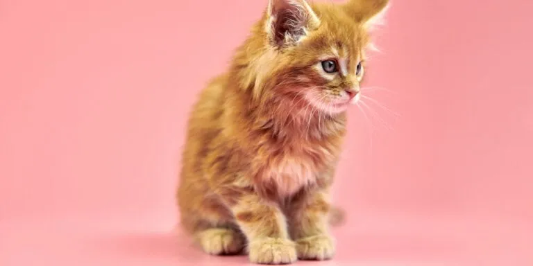 ginger cat on pink background