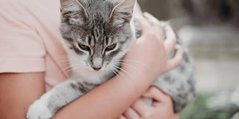 grey cat in owners arms