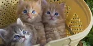 kittens in a basket