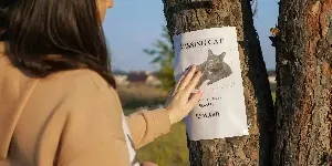 missing cat
