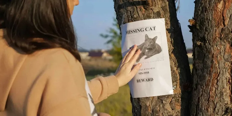 missing cat