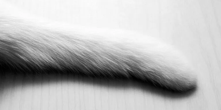 white cat tail