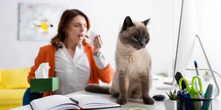 woman sneezing due to cat