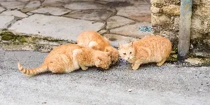 A group of cats eating food on a sidewalk.