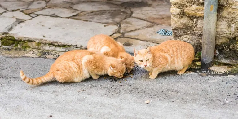 A group of cats eating food on a sidewalk.