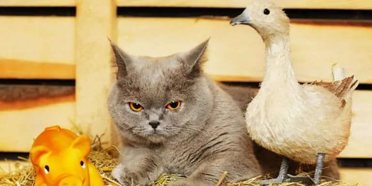 A gray cat is sitting next to a duck and a duckling.