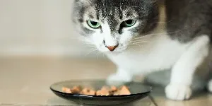 A cat looking at a bowl of food.