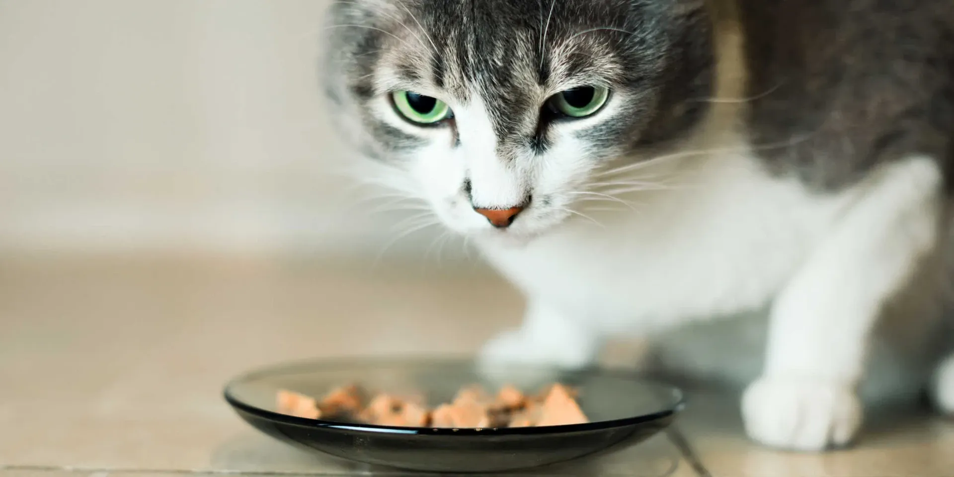 A cat looking at a bowl of food.
