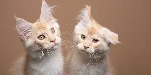 Two kittens looking at each other on a brown background.