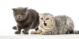 Two gray cats standing next to each other on a white background.