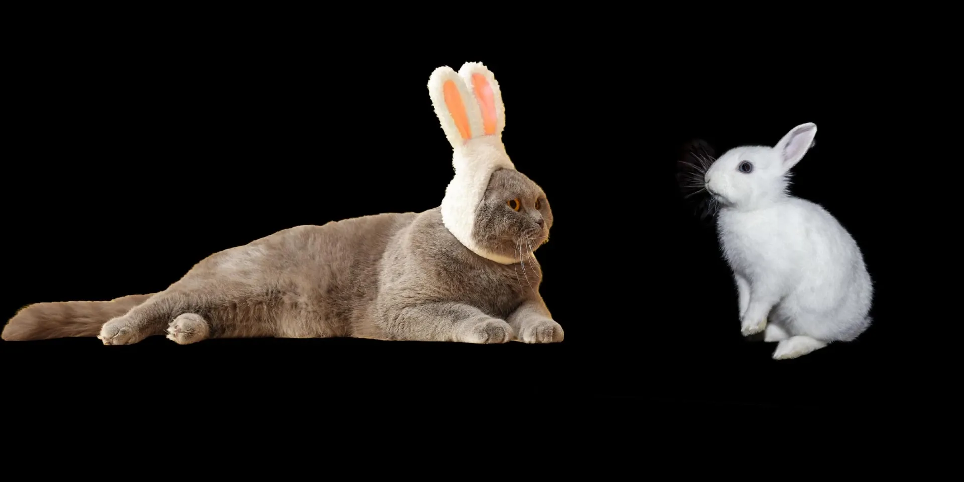 Two rabbits sitting next to each other on a black background.