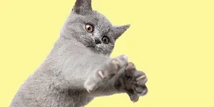 A gray cat reaching for its paw.