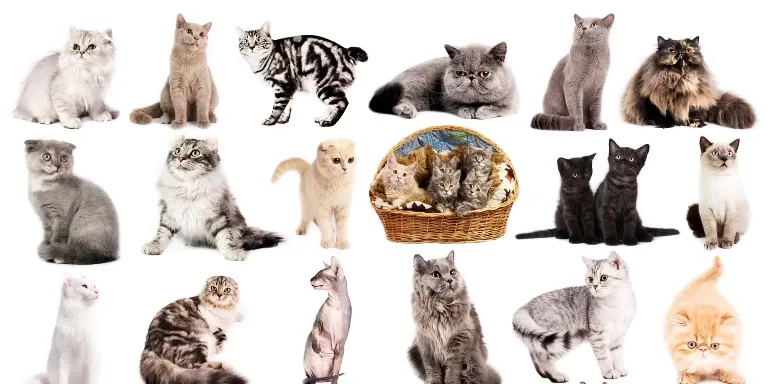 A group of cats sitting in a basket on a white background.