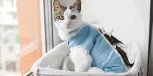 A cat wearing a blue shirt sitting in a basket.
