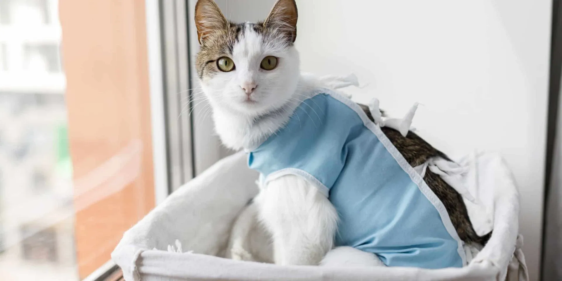 A cat wearing a blue shirt sitting in a basket.