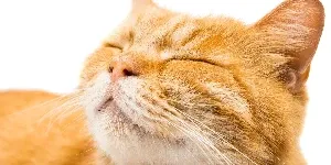 A cat with its eyes closed.