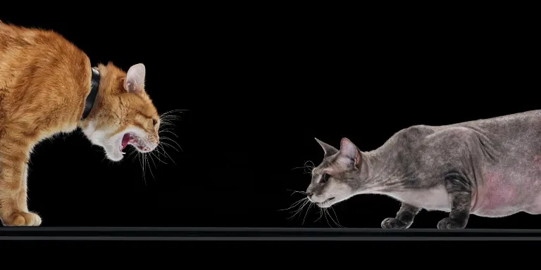 Two cats are fighting on a black background.