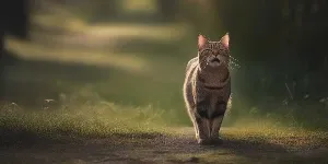 A tabby cat walking down a path in the woods.