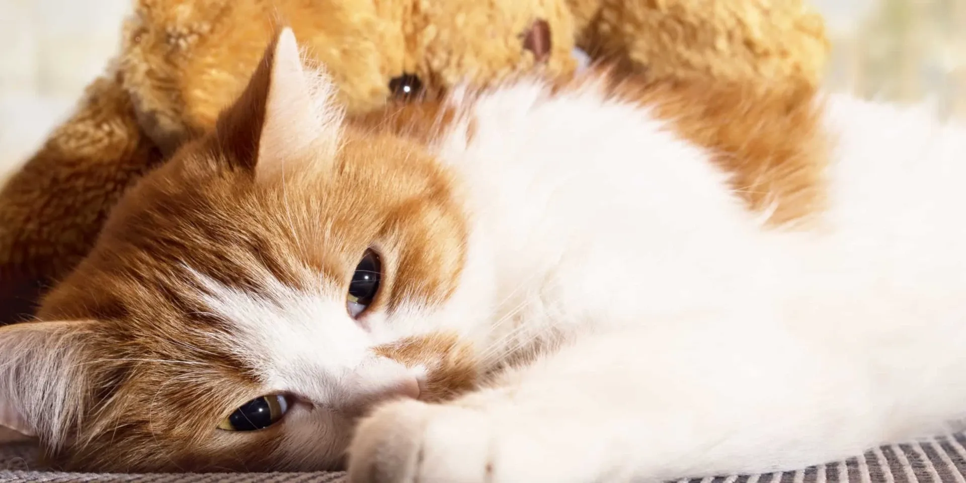 A cat laying next to a teddy bear.