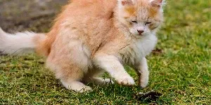 A cat playing with a mouse in the grass.