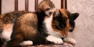 A ferret sitting on a chair.