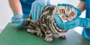 A cat being injected by a veterinarian.
