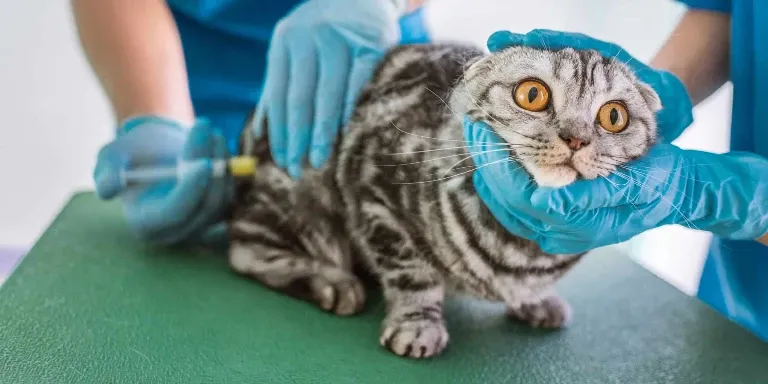 A cat being injected by a veterinarian.