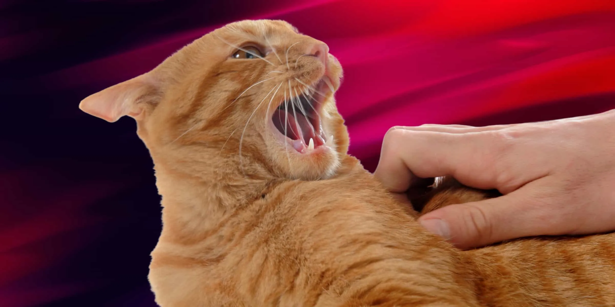 A person is holding a cat with its mouth open.