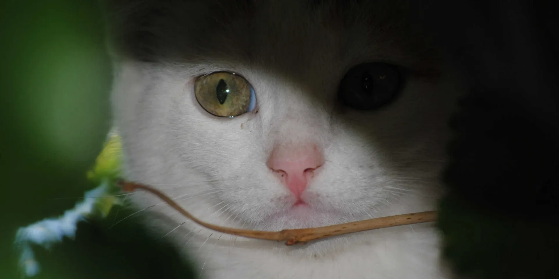A white and orange cat peeking out of a leaf.