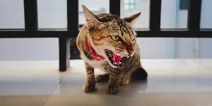 A tabby cat with its mouth open.