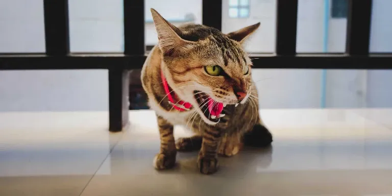 A tabby cat with its mouth open.