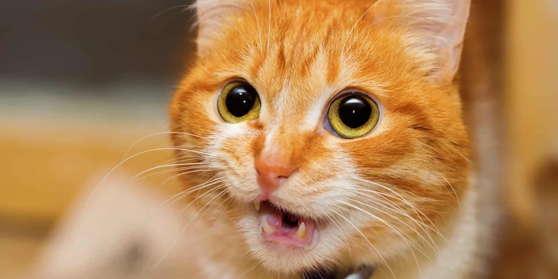 A cat with a big mouth.