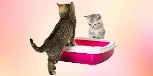 Two cats playing with a pink litter box.