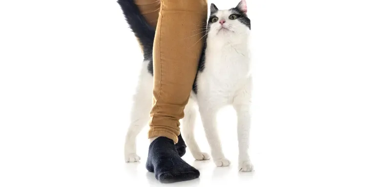 A black and white cat standing on a woman's leg.
